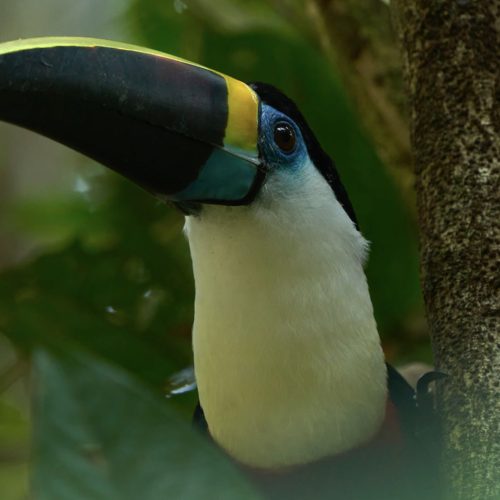 Tucan-de-garganta-blanca-de-Paul-Bertner-Aves-en-Peru