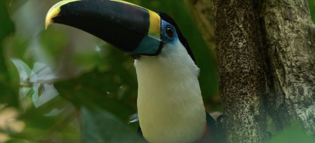 Tucan-de-garganta-blanca-de-Paul-Bertner-Aves-en-Peru